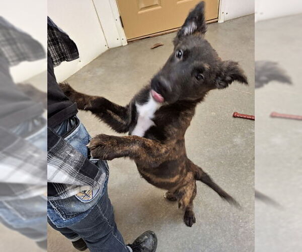 Medium Photo #2 Mutt Puppy For Sale in Mountain View, AR, USA