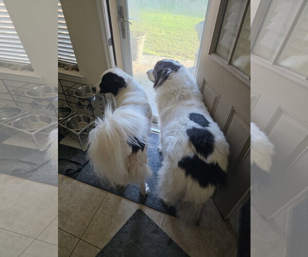 Medium Photo #18 Aussie Pyrenees Puppy For Sale in Houston, TX, USA