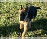 Small Photo #4 German Shepherd Dog Puppy For Sale in ELLENVILLE, NY, USA