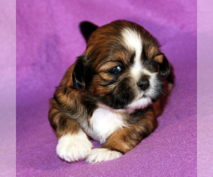 Shih Tzu Puppy for Sale in Walworth, New York USA