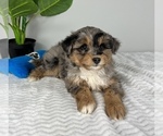Small Photo #2 Aussiedoodle Miniature  Puppy For Sale in FRANKLIN, IN, USA
