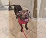 Small #12 American Staffordshire Terrier
