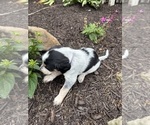 Small Photo #28 Bernedoodle-Bluetick Coonhound Mix Puppy For Sale in RINGTOWN, PA, USA
