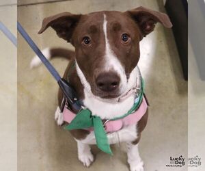 Border Point Dogs for adoption in Washington, DC, USA