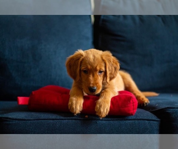 Medium Photo #2 Golden Retriever Puppy For Sale in PACE, FL, USA