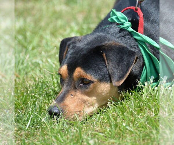 Medium Photo #13 Mutt Puppy For Sale in Gretna, NE, USA