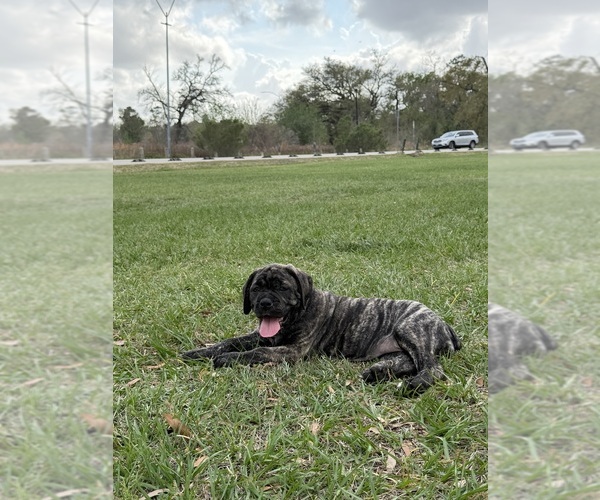 Medium Photo #5 Cane Corso-Mastiff Mix Puppy For Sale in NEW CANEY, TX, USA