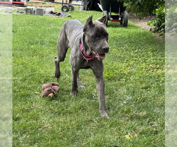 Medium Photo #4 Mutt Puppy For Sale in Brooklyn, NY, USA