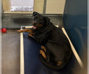 Charolette - Female Rottweiler Dog for Adoption - Photo #2