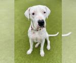 Small Dogo Argentino