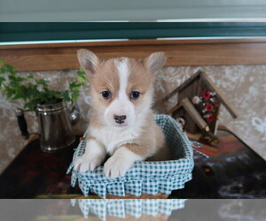 Pembroke Welsh Corgi Puppy for sale in MUNCIE, IN, USA