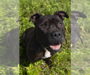American Pit Bull Terrier-Unknown Mix Dogs for adoption in Matawan, NJ, USA