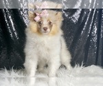 Small #8 Pomeranian