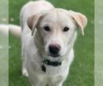 Small Photo #5 Labrador Retriever-Unknown Mix Puppy For Sale in San Diego, CA, USA