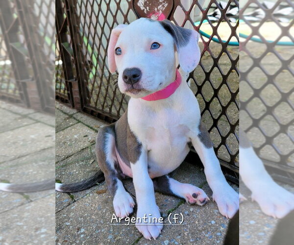 Medium Photo #1 Mutt Puppy For Sale in Wenonah, NJ, USA