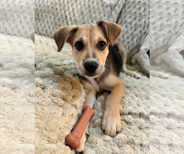 Medium Photo #2 Labrador Retriever-Unknown Mix Puppy For Sale in The Woodlands, TX, USA