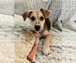 Small Photo #2 Labrador Retriever-Unknown Mix Puppy For Sale in The Woodlands, TX, USA