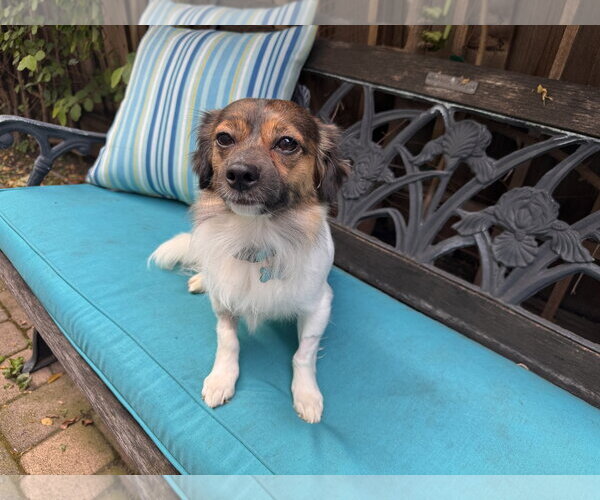 Medium Photo #10 Papillon-Unknown Mix Puppy For Sale in Santa Clara, CA, USA