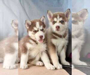 Siberian Husky Puppy for sale in TAMPA, FL, USA