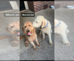 Small Photo #9 Goldendoodle Puppy For Sale in ROCKWALL, TX, USA