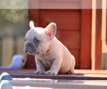 Small #5 French Bulldog