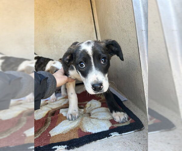 Medium Photo #1 Mutt Puppy For Sale in Oklahoma City, OK, USA