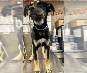 German Shepherd Dog Dogs for adoption in Downey, CA, USA