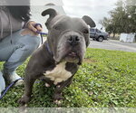 Small Photo #16 Bulldog-Unknown Mix Puppy For Sale in Sanford, FL, USA