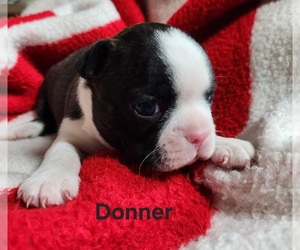 Boston Terrier Puppy for Sale in AFTON, Wyoming USA