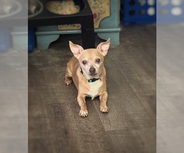 Medium Photo #2 Chihuahua-Unknown Mix Puppy For Sale in Pittsburg, CA, USA