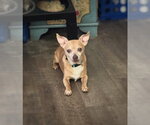 Small #1 Chihuahua Mix