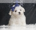 Puppy Cosmic Maltese