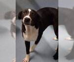 Small #3 Labrador Retriever Mix