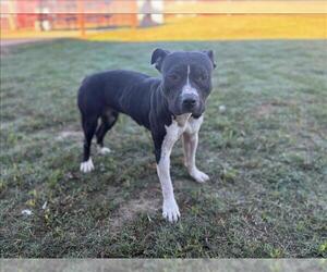 American Pit Bull Terrier-Unknown Mix Dogs for adoption in Grovetown, GA, USA