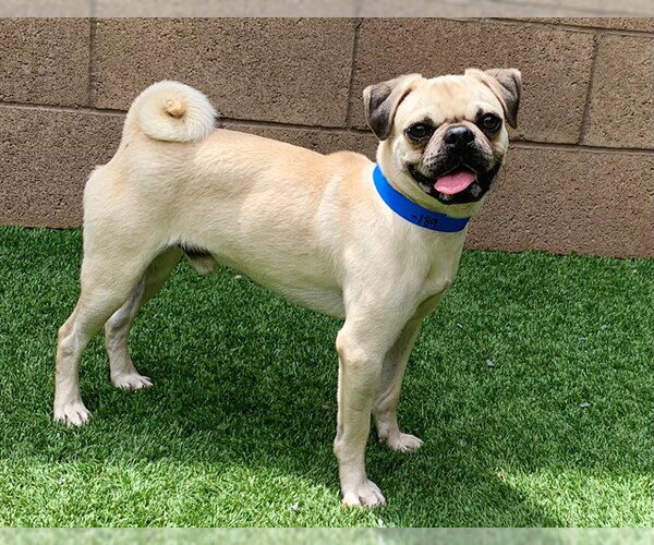 Medium Photo #1 Pug-Unknown Mix Puppy For Sale in Moreno Valley, CA, USA