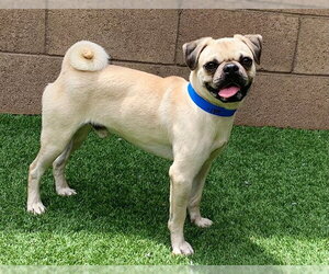 Pug-Unknown Mix Dogs for adoption in Moreno Valley, CA, USA
