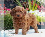 Small #3 Goldendoodle (Miniature)