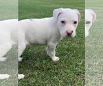 Small #4 Mutt