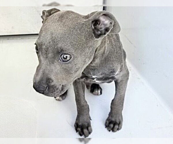 Medium Photo #1 Mutt Puppy For Sale in Houston, TX, USA