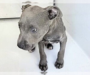 Mutt Dogs for adoption in Houston, TX, USA