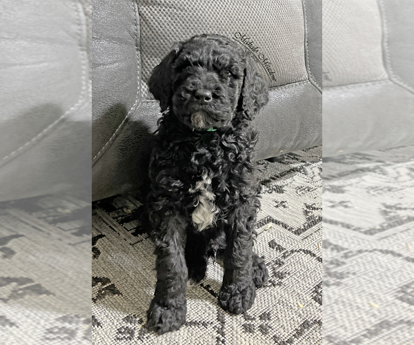 Medium Photo #2 Poodle (Standard) Puppy For Sale in SUFFOLK, VA, USA