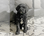 Small #1 Poodle (Standard)