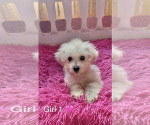 Maltipoo (Toy) Puppy for sale in BURLINGAME, CA, USA