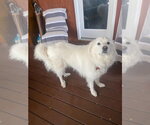 Small #4 Great Pyrenees