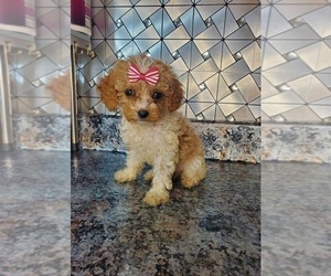 Cavapoo Puppy for sale in GOSHEN, IN, USA