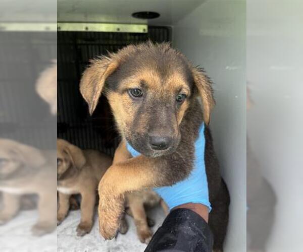 Medium Photo #1 German Shepherd Dog-Redbone Coonhound Mix Puppy For Sale in Houston, TX, USA