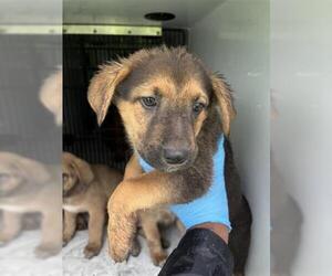 German Shepherd Dog-Redbone Coonhound Mix Dogs for adoption in Houston, TX, USA