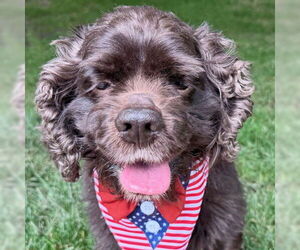 Cocker Spaniel Dogs for adoption in Arlington, VA, USA
