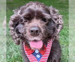 Small Cocker Spaniel