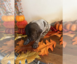 Small #4 German Shorthaired Pointer